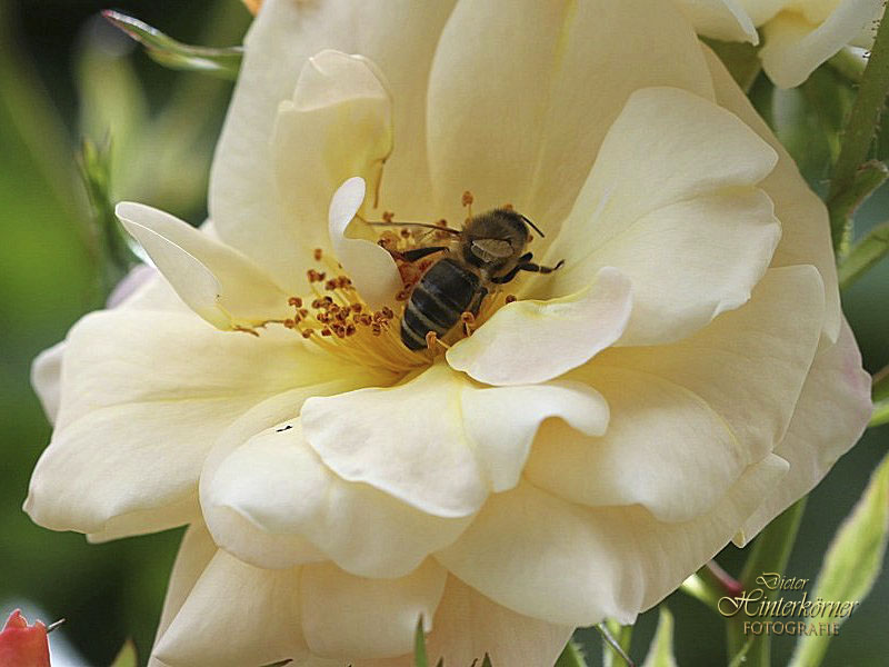 Rosenblüte mit Biene